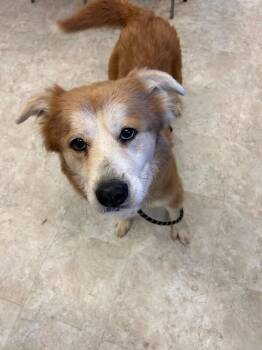 Great Pyrenees and Mixed Breed Dogs Available for Adoption - Delilah | PetCurious