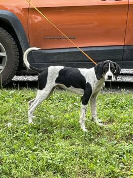 Randy -  Treeing Walker Coonhound Dog for Adoption in Irwin, Pennsylvania - Randy | PetCurious