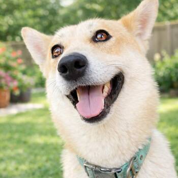 Husky Dogs Available for Adoption - Peaches | PetCurious