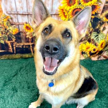 Rescue German Shepherd Dog Dogs for Adoption in Wichita, Kansas - Lola | PetCurious