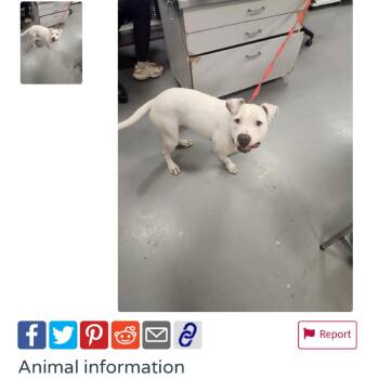 Wendy 2 -  Staffordshire Bull Terrier Dog for Adoption in San Diego, California - Wendy 2 | PetCurious