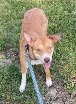 Maya-the timid girl -  Australian Cattle Dog Blue Heeler Dog for Adoption in Rootstown, Ohio - Maya-the Timid Girl | PetCurious