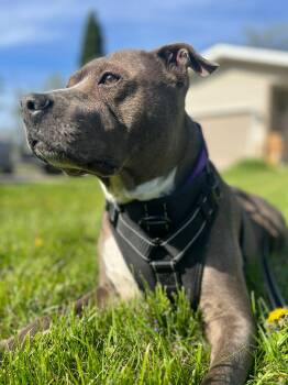 Pit Bull Terrier Dogs Available for Adoption in Hoffman Estates, Illinois - Bella | PetCurious