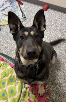 Rescue German Shepherd Dog Dogs for Adoption in Bemidji, Minnesota - Daisy | PetCurious