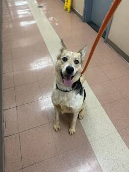 Foxhound and Shiba Inu Dogs Available for Adoption - ELLIE WIGGLEBOTTOM | PetCurious