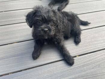 Poodle and Mixed Breed Dogs Available for Adoption in Ellicott City, Maryland - Victoria (Tori) | PetCurious