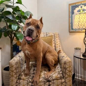Cane Corso Dogs Available for Adoption in Friendswood, Texas - Rodney Roo Has Heart Eyes For You | PetCurious