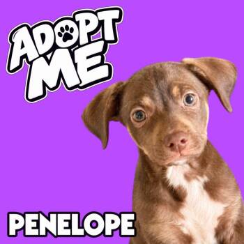 Penelope -  Chihuahua Dog for Adoption in Ferndale, Michigan - Penelope | PetCurious