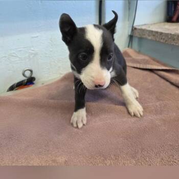 Pit Bull Terrier Dogs Available for Adoption in Los Angeles, California - Tasha A2262246 | PetCurious