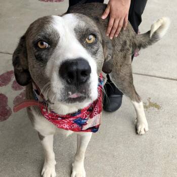Pongo -  Catahoula Leopard Dog and Mixed Breed Dog for Adoption in San Antonio, Texas - Pongo | PetCurious