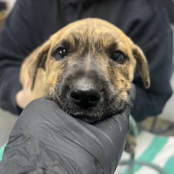 Mixed Breed Dogs Available for Adoption in Summerville, South Carolina - Tiger | PetCurious