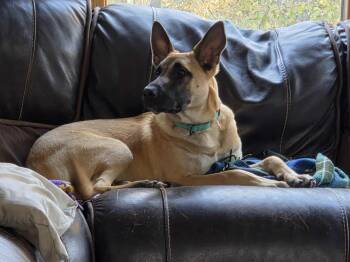 Rescue German Shepherd Dog Dogs for Adoption in Anoka, Minnesota - Emmett-I25055 | PetCurious