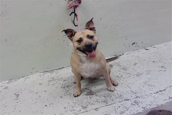 BELLA -  Staffordshire Bull Terrier and Mixed Breed Dog for Adoption in Houston, Texas - BELLA | PetCurious