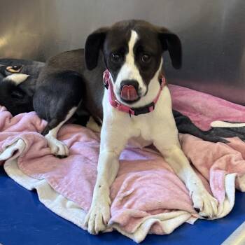 Mixed Breed Dogs Available for Adoption - Alpine | PetCurious