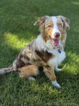 Muffin -  Australian Shepherd Dog for Adoption in Troy, Illinois - Muffin | PetCurious