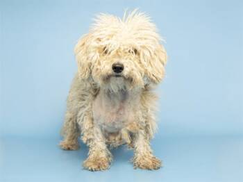 Maltese and Mixed Breed Dogs Available for Adoption in Phoenix, Arizona - MOPSY | PetCurious