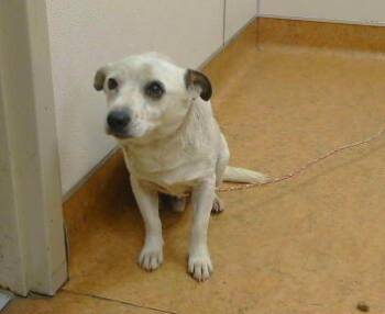 Chihuahua and Parson Russell Terrier Dogs Available for Adoption - BIG TONY | PetCurious
