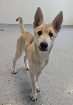 Honey -  Husky and Mixed Breed Dog for Adoption in Yankton, South Dakota - Honey | PetCurious