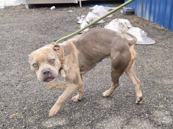 Pit Bull Terrier Dogs Available for Adoption - Nebraska | PetCurious