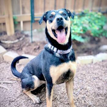 Rescue Hound and Rottweiler Dogs for Adoption in Austin, Texas - Reyna EM* | PetCurious