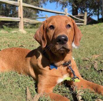 Mater -  Labrador Retriever Dog for Adoption in Midlothian, Virginia - Mater | PetCurious