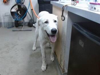 BUSTER -  Great Pyrenees Dog for Adoption in Salinas, California - BUSTER | PetCurious