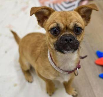 Rescue Pug and Chihuahua Dogs for Adoption in Annapolis, Maryland - Glo (with Aaron Thirty) | PetCurious