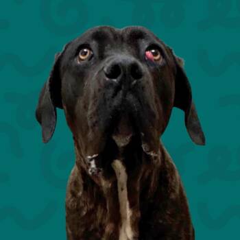 Rescue Cane Corso Dogs for Adoption in Reno, Nevada - Leroy | PetCurious