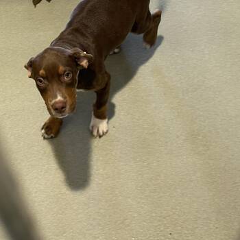 Bork -  Terrier Dog for Adoption in Abilene, Texas - Bork | PetCurious