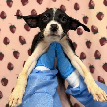 Olivia -  Terrier and Mixed Breed Dog for Adoption in San Antonio, Texas - Olivia | PetCurious