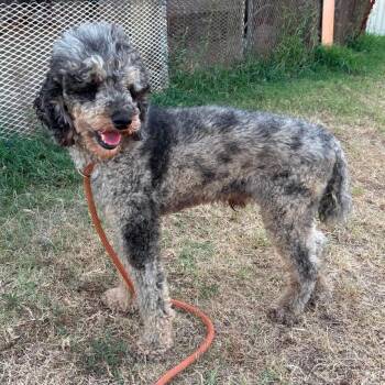 Charleston -  Poodle Dog for Adoption in Zimmerman, Minnesota - Charleston | PetCurious