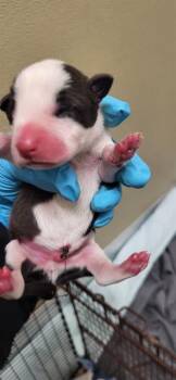 Bull Terrier Dogs Available for Adoption in San Antonio, Texas - A804616 | PetCurious