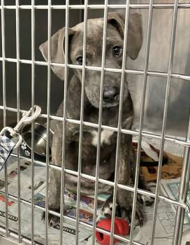 Buffy -  Mixed Breed Dog for Adoption in Parma, Ohio - Buffy | PetCurious