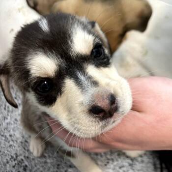 Diamond -  Mixed Breed Dog for Adoption in North Battleford, Saskatchewan - Diamond | PetCurious