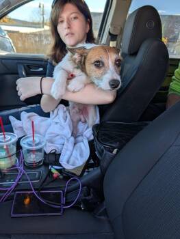 Clancy -  Terrier and Chihuahua Dog for Adoption in Pine Grove, Pennsylvania - Clancy | PetCurious