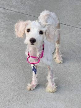 Dolly -  Maltese Dog for Adoption in De Pere, Wisconsin - Dolly | PetCurious