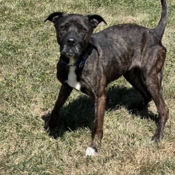 Rescue Plott Hound Dogs for Adoption in Indiana, Pennsylvania - Kenni | PetCurious