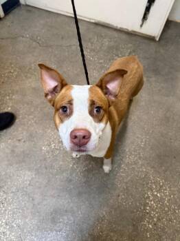 Mixed Breed Dogs Available for Adoption in Ocala, Florida - Manatee | PetCurious