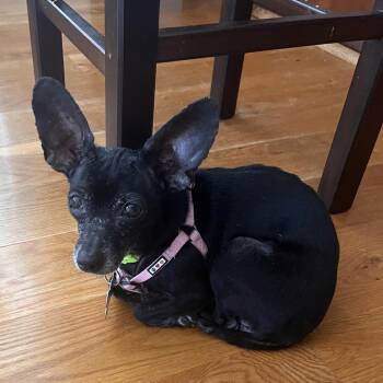 Marti -  Chihuahua and Mixed Breed Dog for Adoption in Wake Forest, North Carolina - Marti | PetCurious