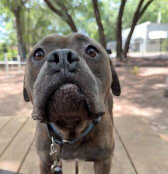 Clyde -  Mixed Breed Dog for Adoption in Charleston, South Carolina - Clyde | PetCurious