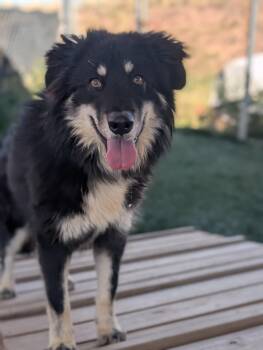 Rescue Alaskan Malamute Dogs for Adoption in Divide, Colorado - Petra | PetCurious