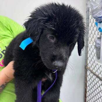 Joey -  Mixed Breed Dog for Adoption in Fredericksburg, Virginia - Joey | PetCurious