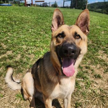Rescue German Shepherd Dog Dogs for Adoption in New Ringgold, Pennsylvania - Thor | PetCurious