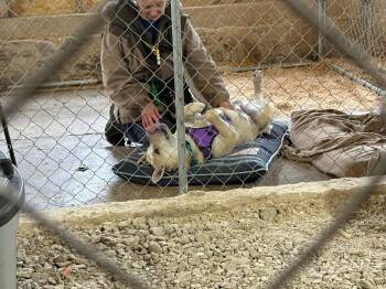 Labrador Retriever Dogs Available for Adoption in Livonia, Michigan - Harley | PetCurious