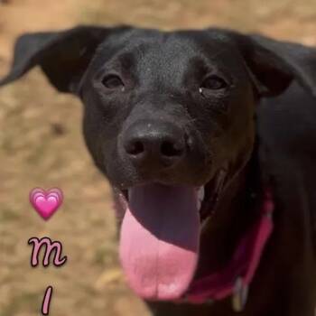 Mia -  Black Labrador Retriever Dog for Adoption in Shasta Lake, California - Mia | PetCurious