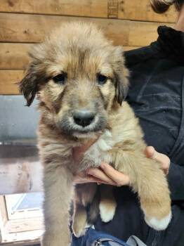 Great Pyrenees and Mixed Breed Dogs Available for Adoption in Severance, Colorado - Pixie | PetCurious