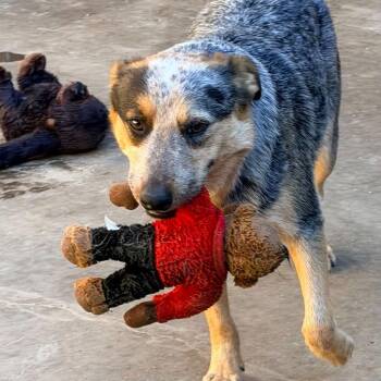 Australian Cattle Dog Blue Heeler Dogs Available for Adoption - Keith | PetCurious