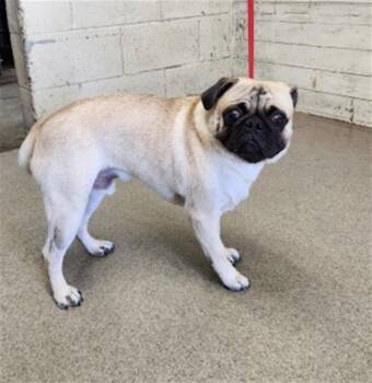 GOUDA -  Pug Dog for Adoption in San Bernardino, California - GOUDA | PetCurious