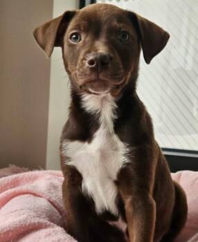 Clifford -  Mixed Breed Dog for Adoption in Homewood, Illinois - Clifford | PetCurious
