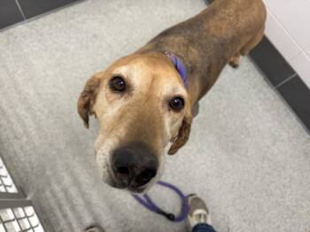 SOPHIE -  Black And Tan Coonhound and Mixed Breed Dog for Adoption in Loveland, Colorado - SOPHIE | PetCurious